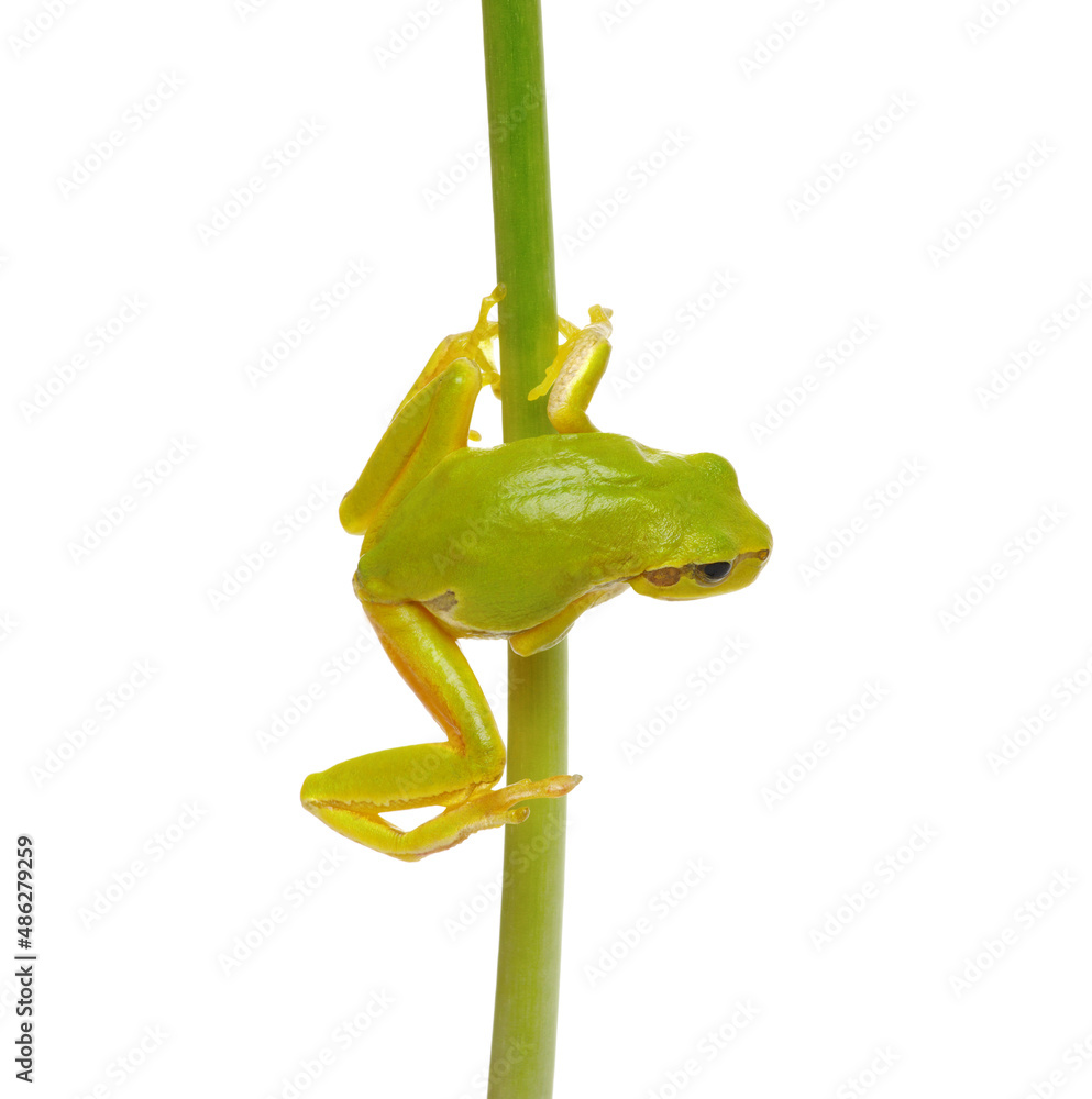 Tree Frog on a green plant