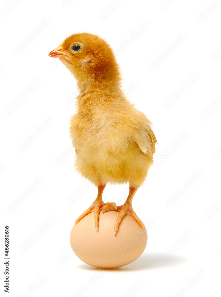鸡和蛋在白细胞上分离
