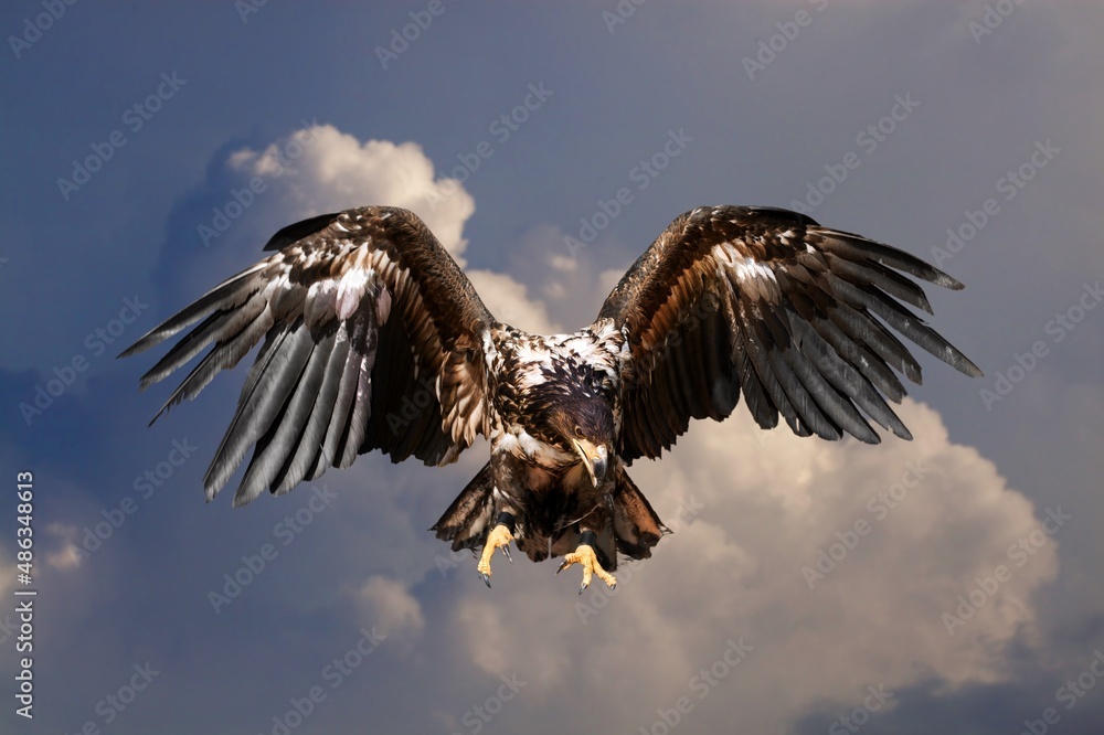 日落时分，一只在自然背景中飞翔的猎鹰