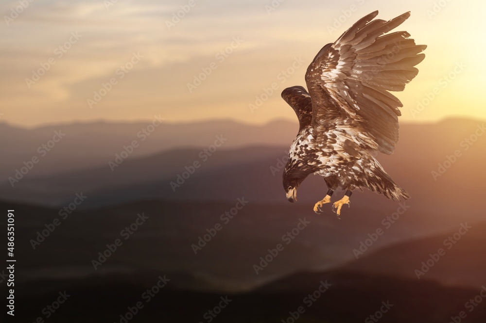 日落时分自然背景中的一只猎鹰