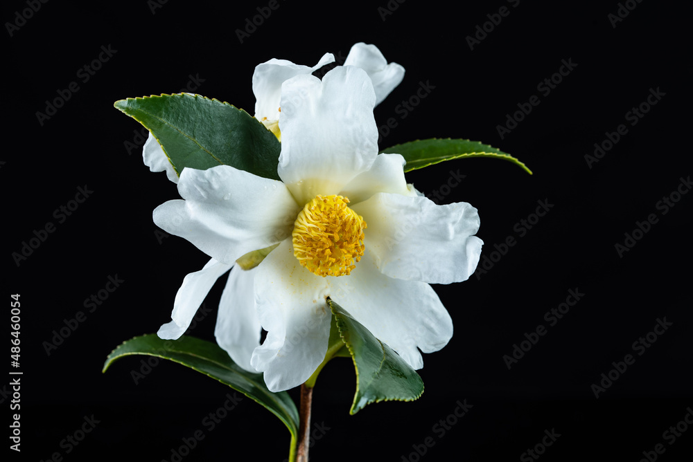 A white camellia flower on a black background