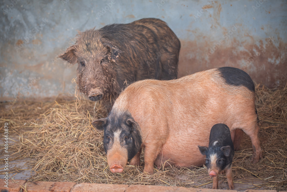 农场里的野猪、母猪和小猪