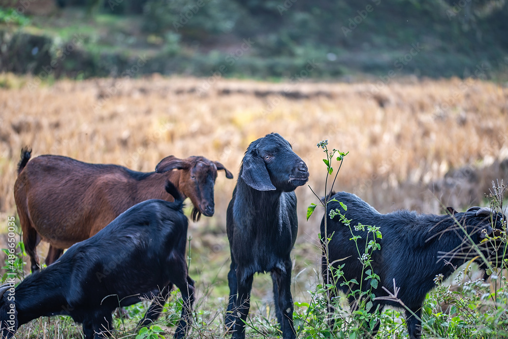 山村里的一群黑山羊