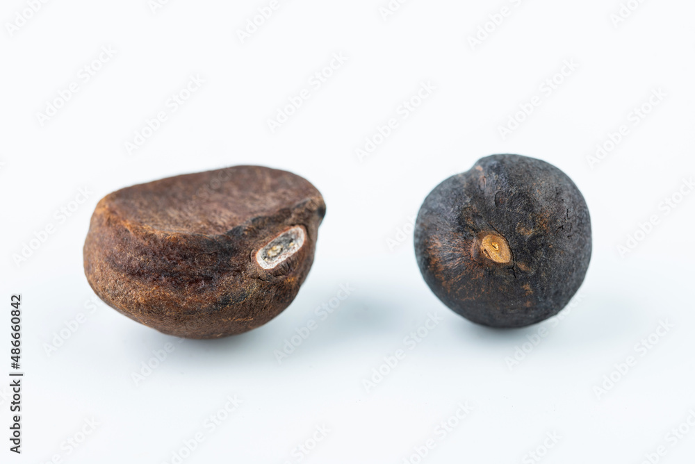 大籽油茶籽与小籽油茶籽对比图