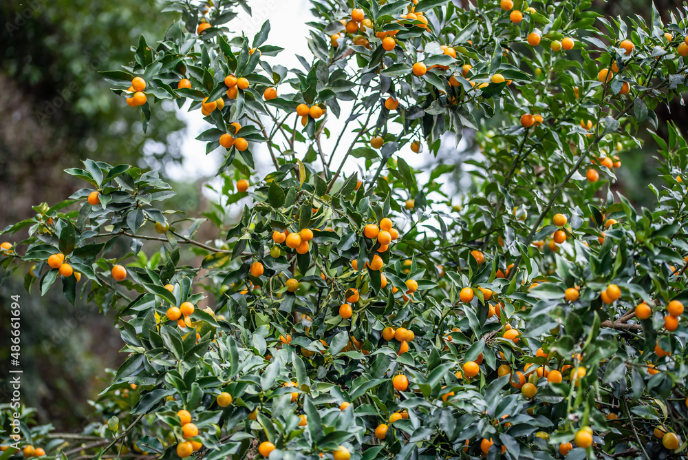 Ripe kumquats on tree in autumn