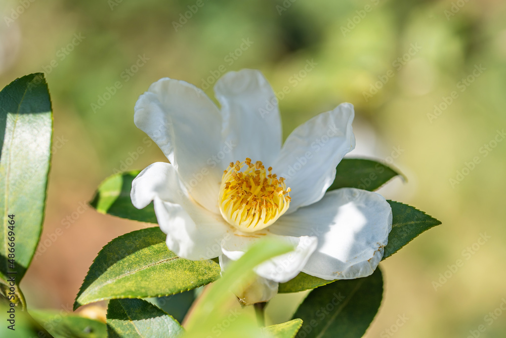 Camellia seeds blooming in autumn and winter