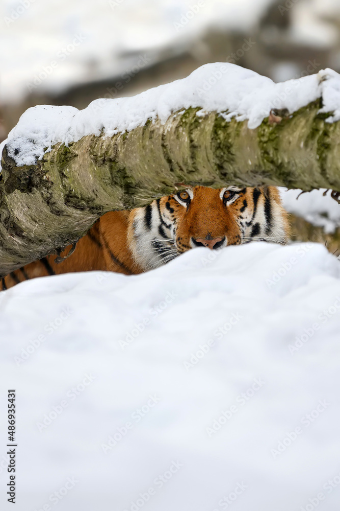 老虎从树后望向镜头。老虎在野外的冬天下雪
