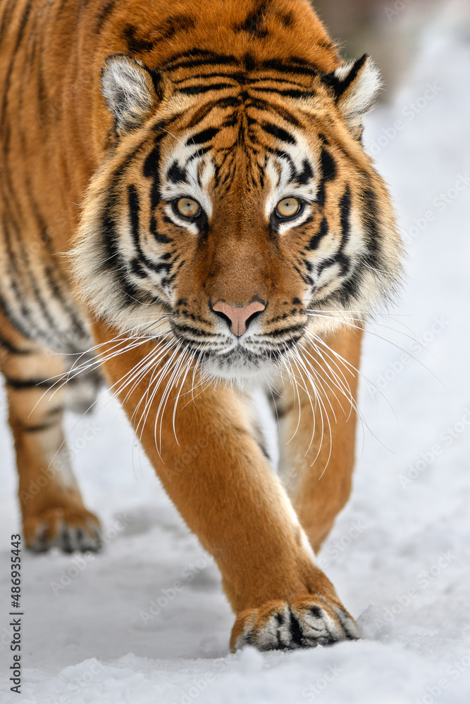 寒冷时期成年老虎的肖像特写。野生冬季大自然中的老虎雪