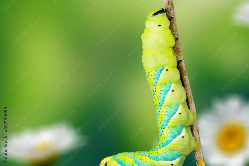 bright green caterpillar butterfly with dots. The caterpillar of the rare butterfly