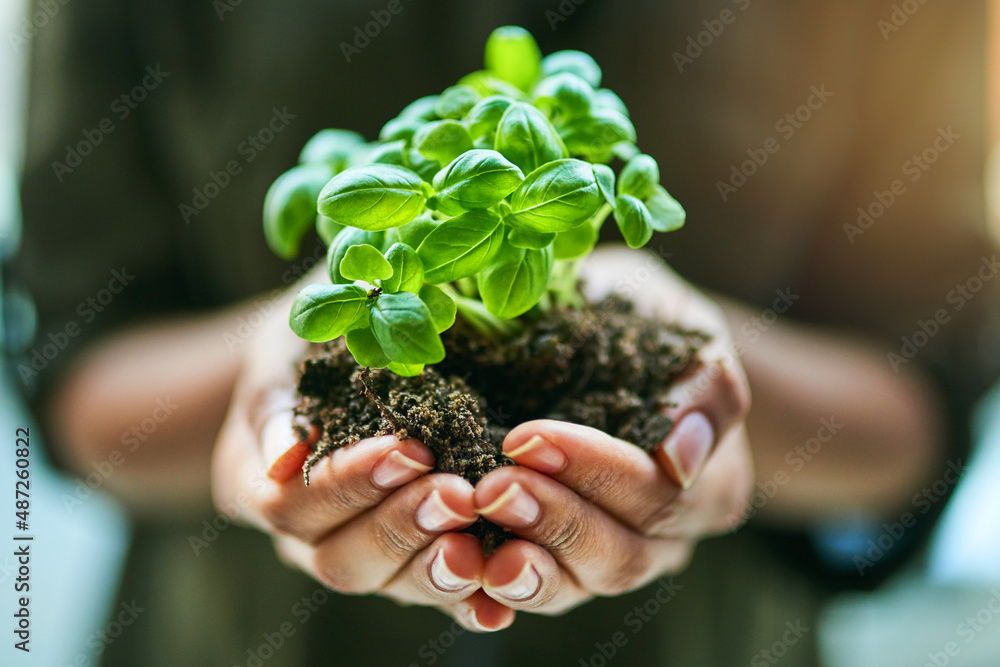开始播种，开始生长。一个女人拿着一株从土壤中长出来的植物的镜头。
