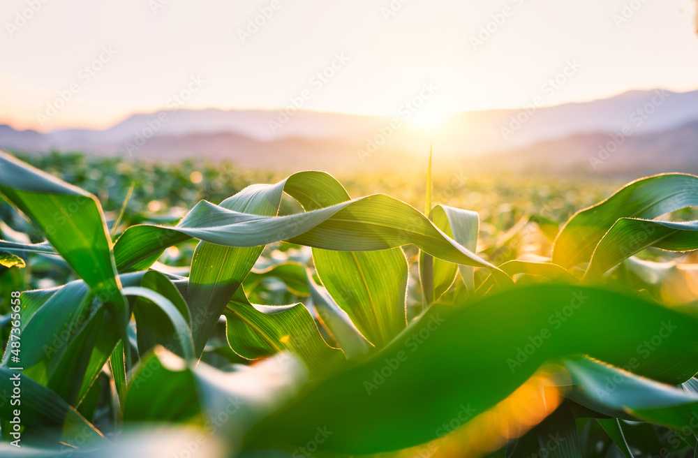 maize corn crops in agricultural plantation with the sunset, cereal plant, animal feed agricultural 