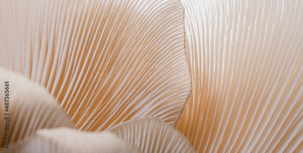 宏观Sajor caju蘑菇植物。使用创意设计纹理图案概念自然或壁纸，be