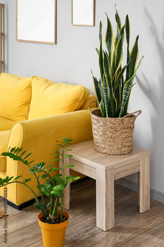 靠近浅色墙壁的带室内植物和黄色沙发的木桌
