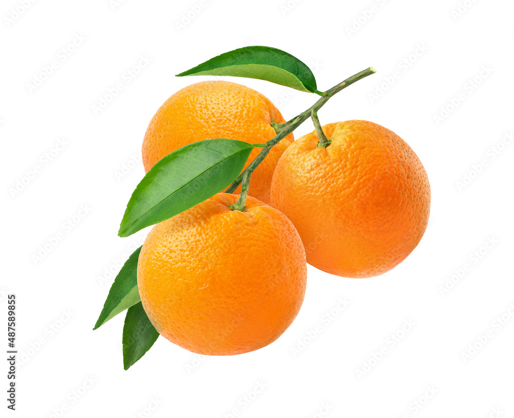 三个橙色果实挂在白色背景上，枝条和绿色叶子分离。