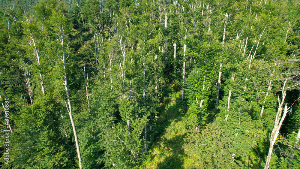 航空：无人机俯瞰中欧乡村山丘上郁郁葱葱的绿色树林。