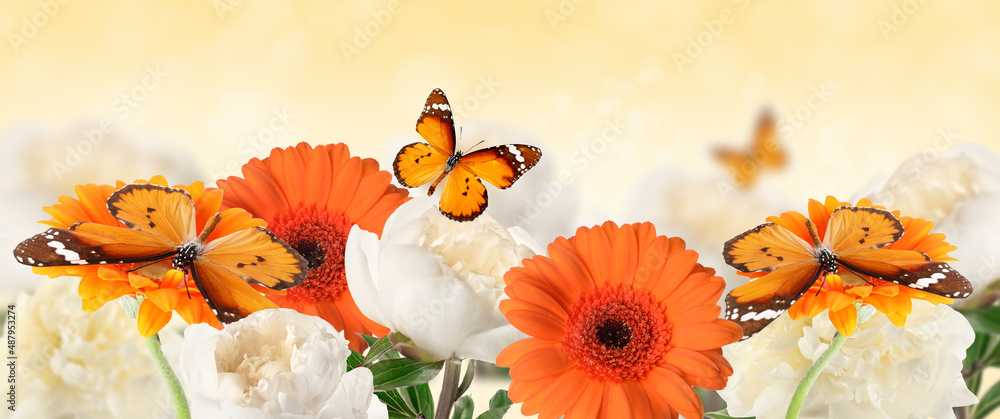 白色背景下花朵上美丽的蝴蝶