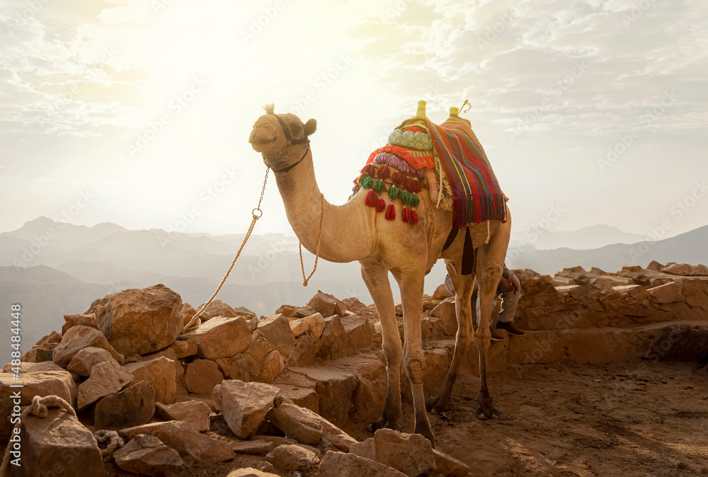 Egypt. Bedouin lifestyle. Camel, goes to Mount Moses on the background of a beautiful sunrise in the