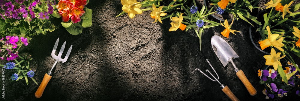 土壤背景下的花卉和园艺工具构图