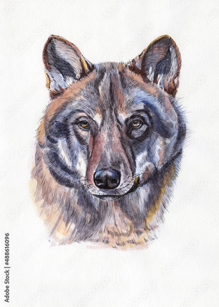 狼的肖像。水彩插图。白色手绘动物