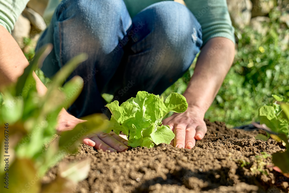 妇女在土壤中种植生菜幼苗的双手。园艺可持续。园艺爱好者