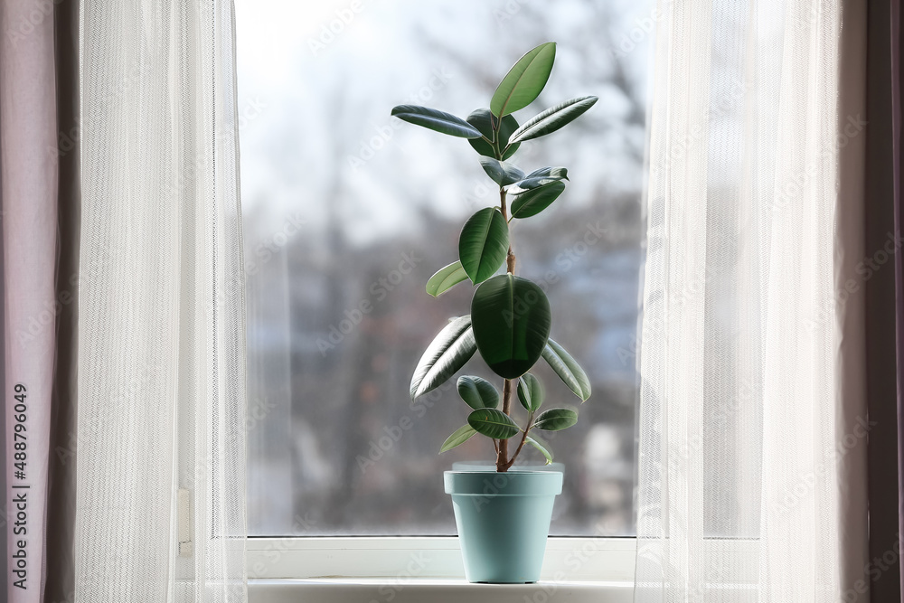 窗台绿植盆栽