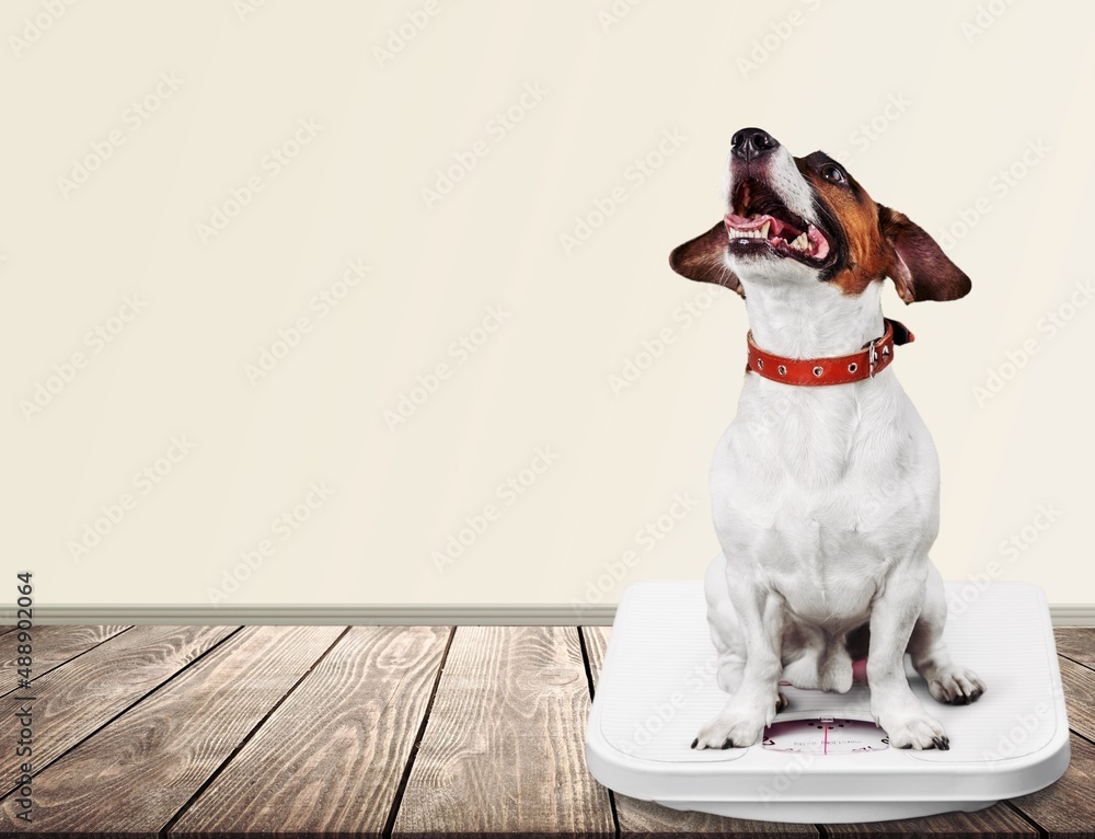 Cute dog sitting on weighet scale indoor