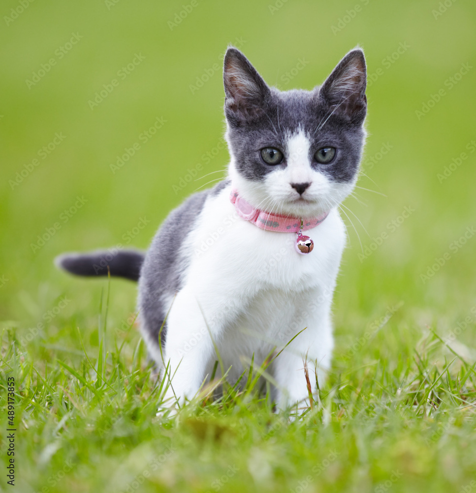 给你一只猫的凝视。美丽的灰白色小猫在户外的草地上。