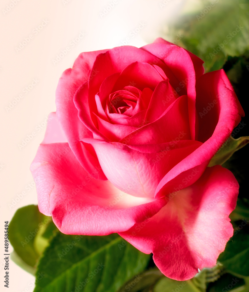 玫瑰。一张美丽玫瑰的照片。