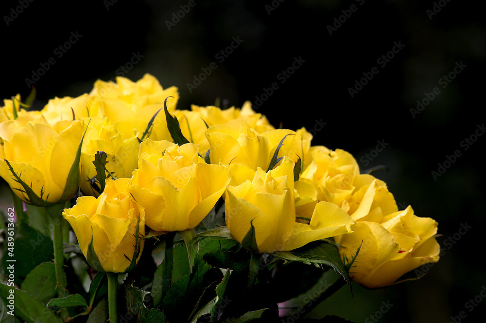 黄玫瑰。一张美丽的黄玫瑰照片。