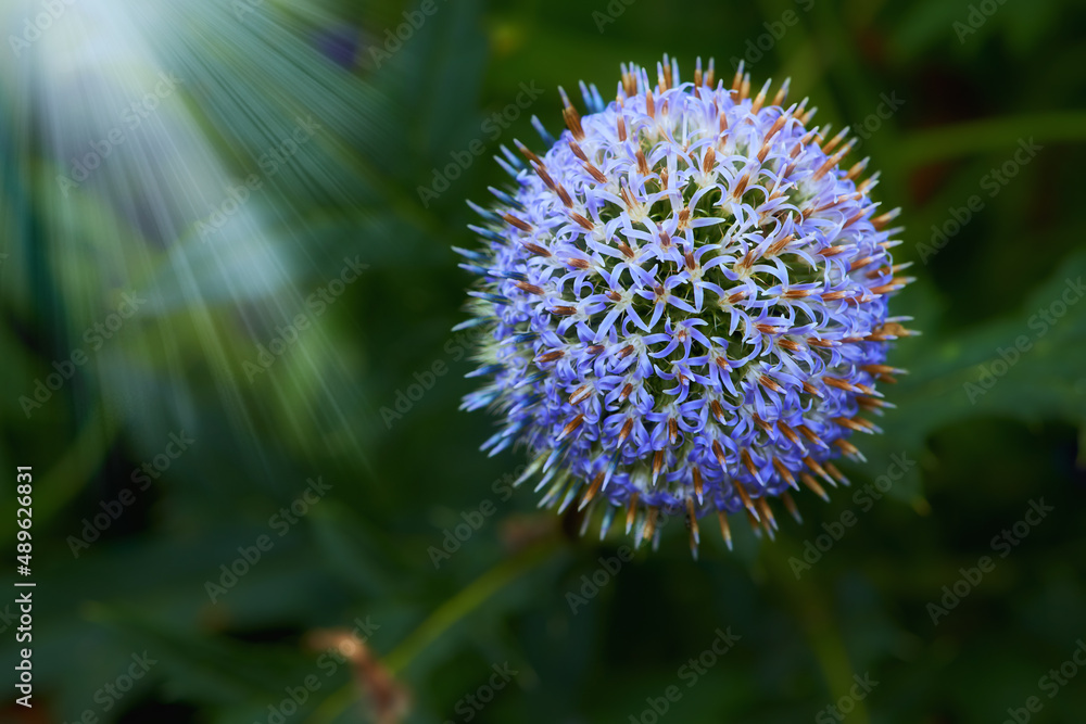 环球蓟花。蓝色环球蓟花，被称为Echinops和粗壮的多年生植物。拉丁语E