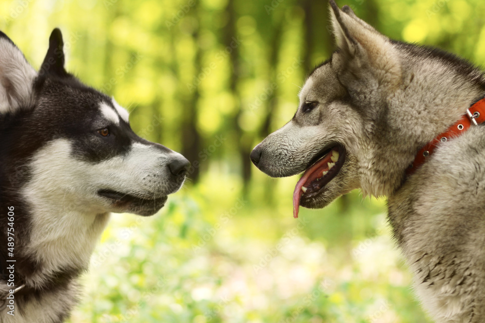 一只社交良好的狗是一只快乐的狗。两只哈士奇在公园里互相熟悉