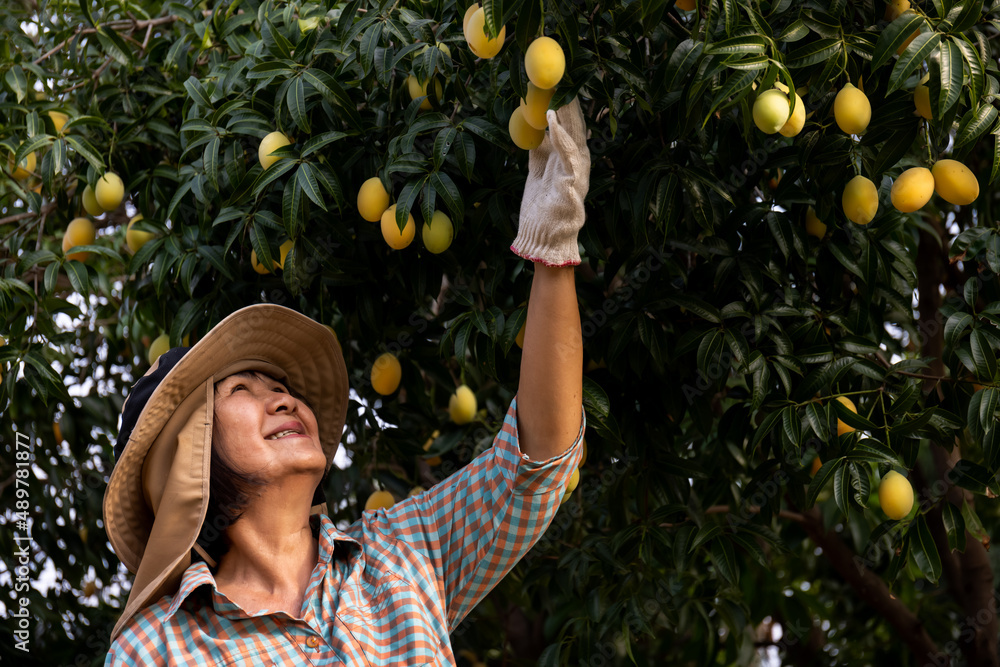 亚洲资深农民收割新鲜甜黄色玛丽安李子或甘达瑞亚水果。Maprang或蛋黄酱-
