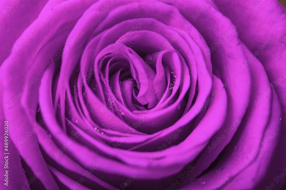 淡紫色的玫瑰花芽。紫色的玫瑰花瓣。蓝色的玫瑰