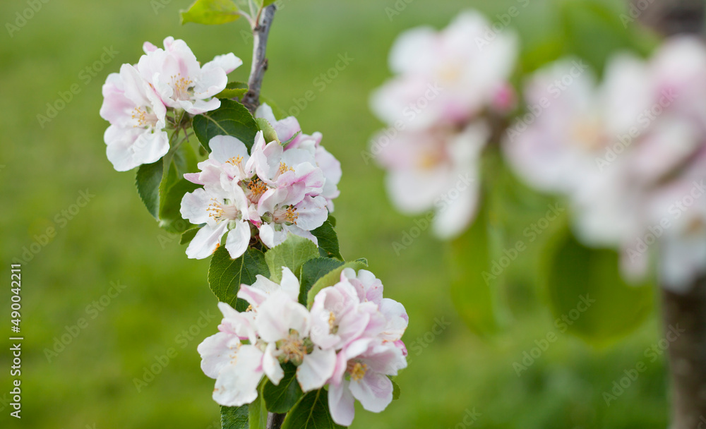 Bramley幼苗苹果树在苏格兰的年轻果园里开花。传统烹饪苹果va
