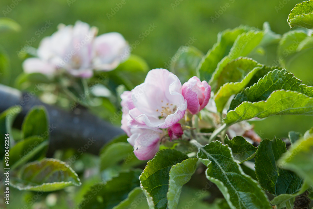 德比勋爵是一种传统的大型英国烹饪苹果，在季中-9月初成熟