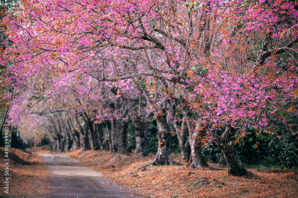 泰国清迈，穿过一条美丽道路的春天樱花小径