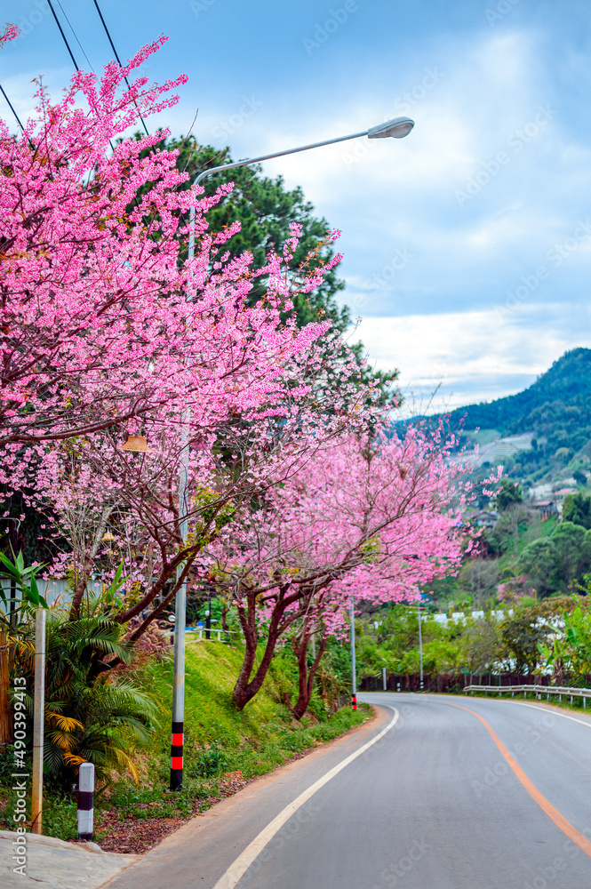 穿过美丽道路的春天樱花小径，泰国清迈