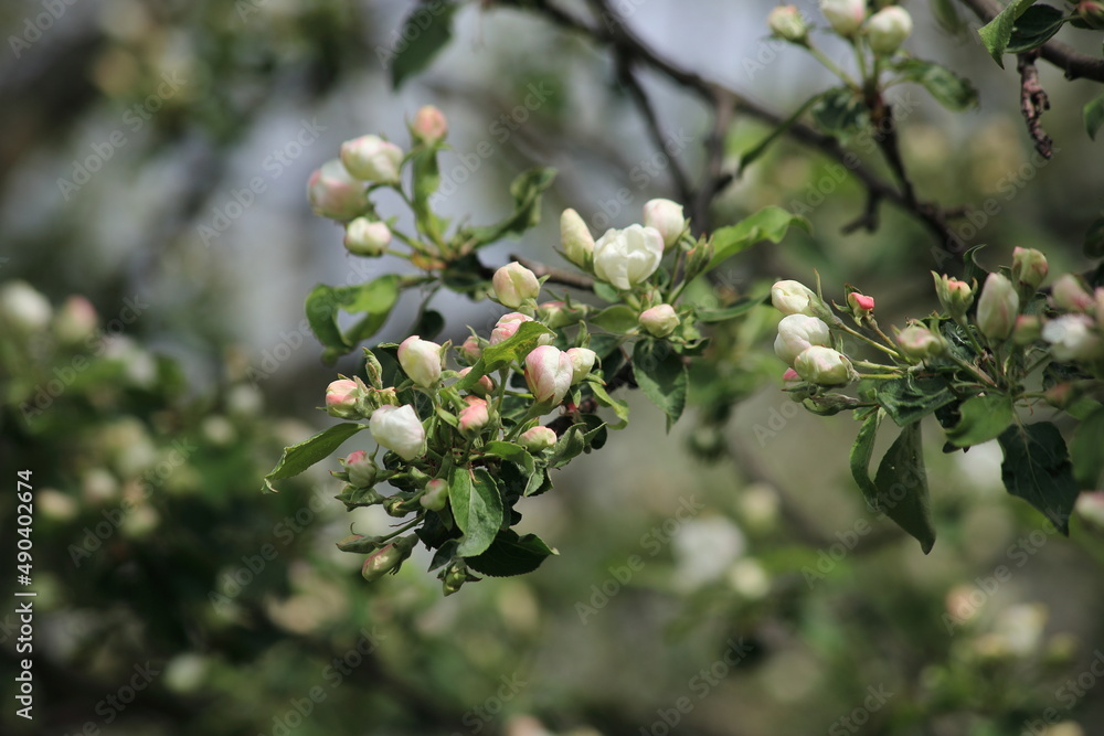 近距离观察花园里春天苹果开花的绿色背景。高质量照片