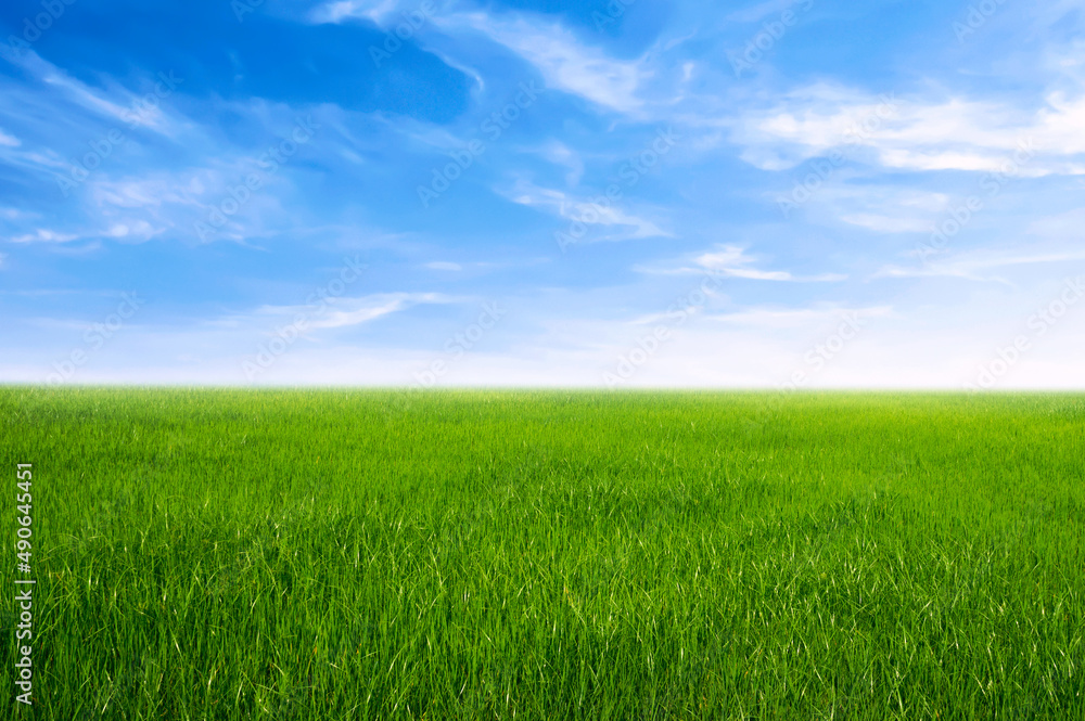 绿草如茵，蓝天白云，自然景观背景