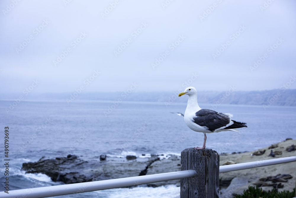 岩石海洋背景下，门上海鸥的特写