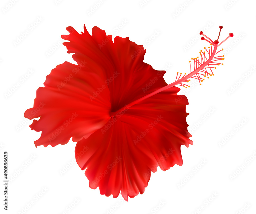 白色背景上的红色芙蓉花。插图