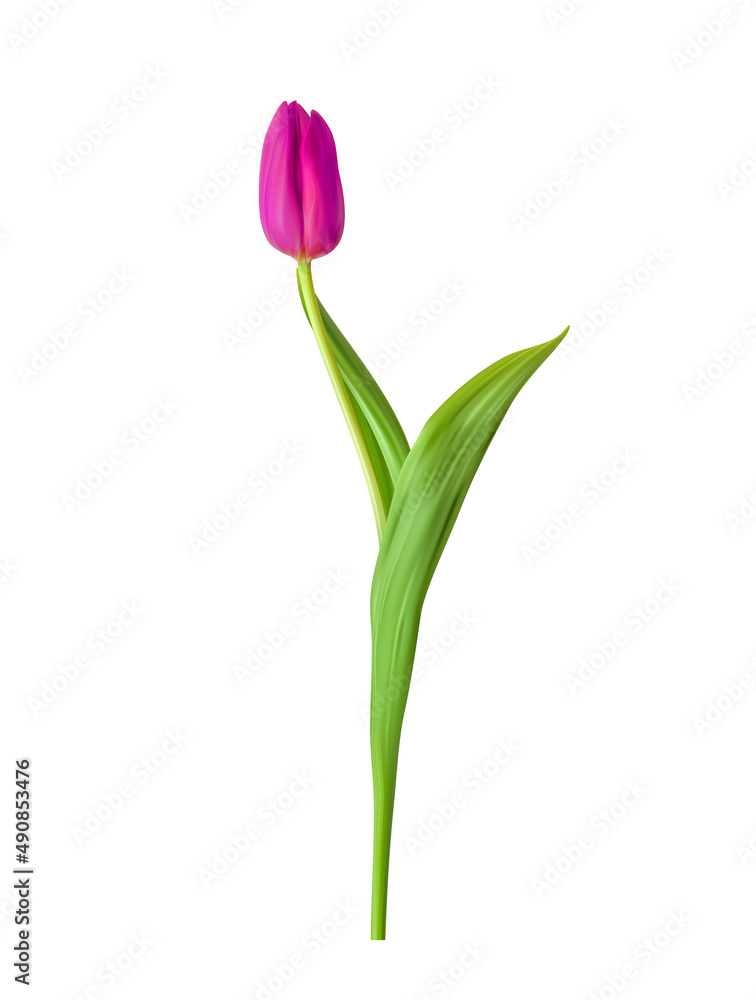 粉色郁金香的自然3D视图，白色背景下有绿色的叶子。插图