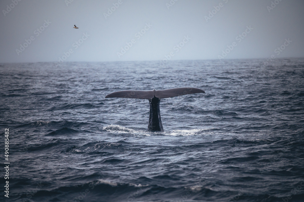 在一个阴沉的日子里，鲸鱼尾巴露出了海水
