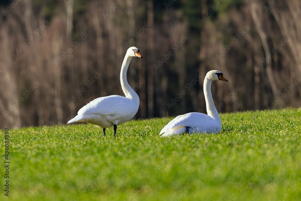 明亮阳光下两只天鹅在草地上休息的浅镜头