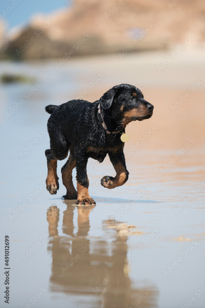 罗威纳幼犬在海滩上快乐地奔跑，玩水