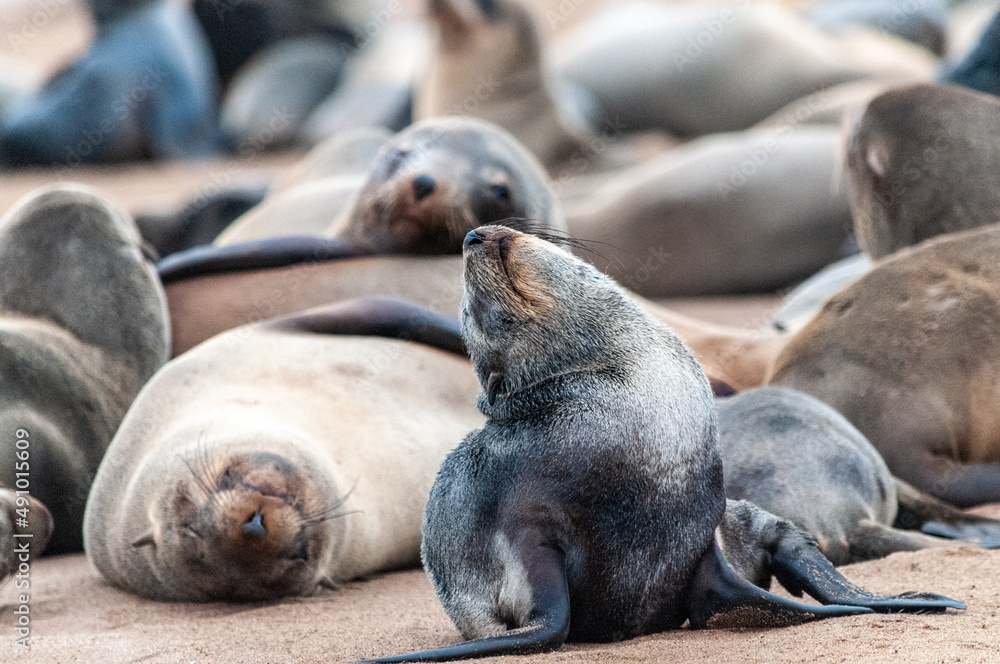 纳米比亚Skeleton海岸附近海豹群落中大量海豹的印象。
