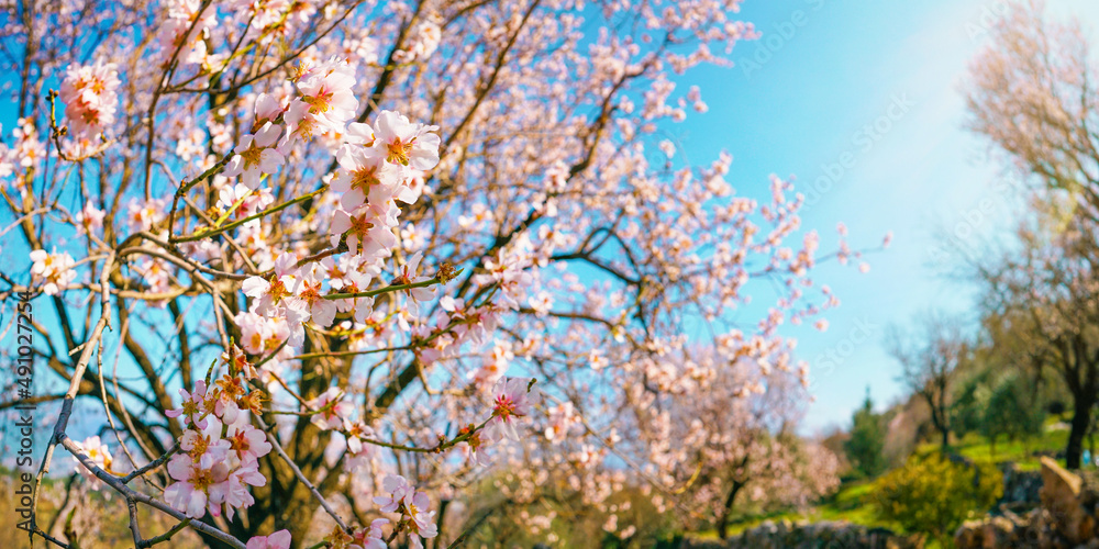 春天的风景，盛开的杏树和粉红色的花朵在明亮的蓝天下绽放