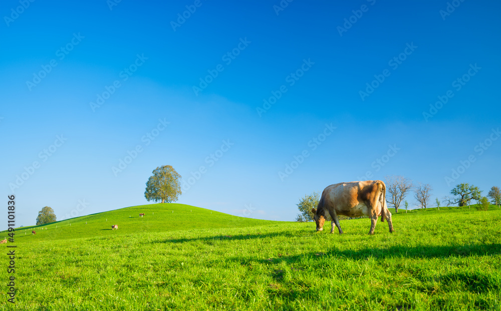 晴天牧场上的奶牛。瑞士农业。高分辨率照片。