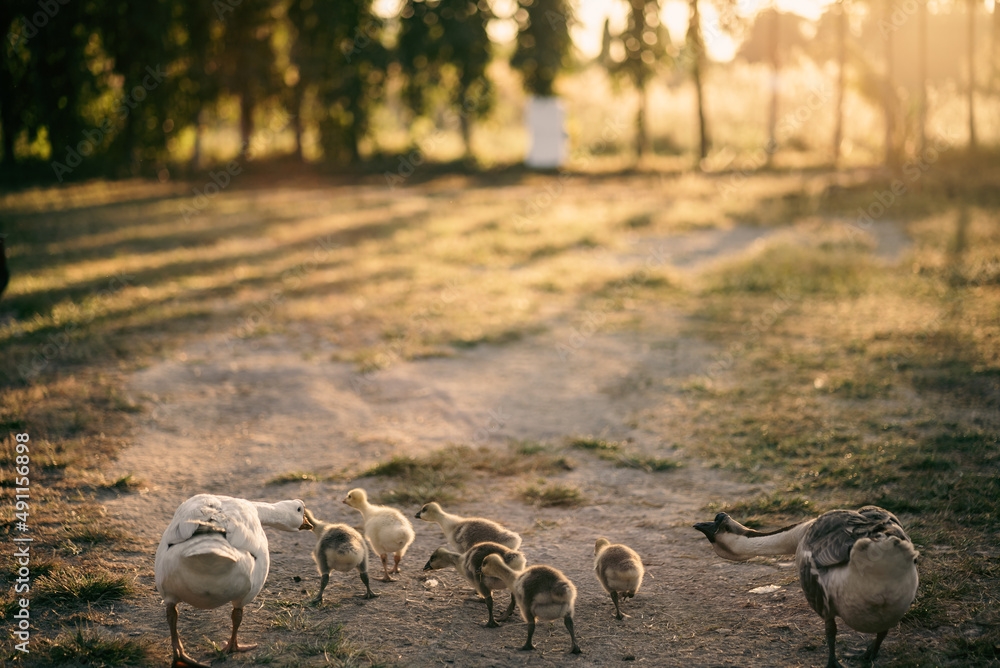 动物养殖场概念，鹅群生活在户外养鸟的自然领域，白鸭和f