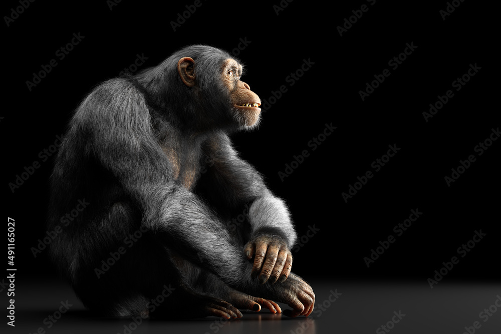 黑猩猩坐在黑色画像上